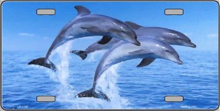 DOLPHINS Swimming Metal License Plate