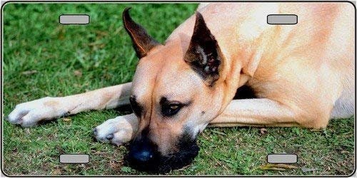 GREAT DANE Dog Metal License Plate dog lovers