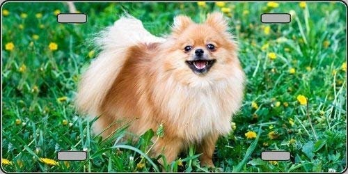 POMERANIAN Dog Metal License Plate dog lovers