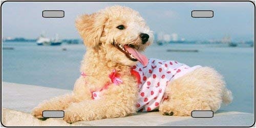 POODLE Dog Metal License Plate dog lovers