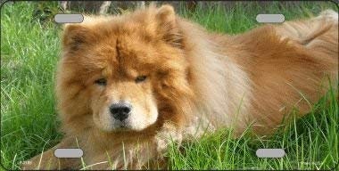 CHOW CHOW Dog Metal License Plate dog lovers